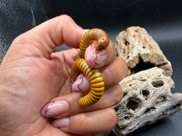 Texas Gold Millipede (Orthoporus ornatus) - 4-6 in
