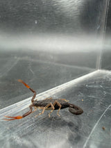 Florida Bark Scorpion (Centruroides gracilis)