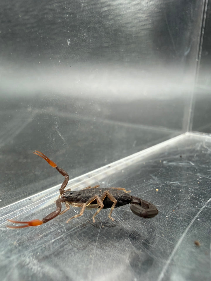 Florida Bark Scorpion scorpling (1st-2nd instar), Centruroides gracilis