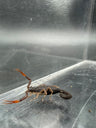 Florida Bark Scorpion scorpling (1st-2nd instar), Centruroides gracilis