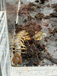 Green Bark Centipede, Hemiscolopendra marginata, image 2