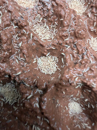 Temperate Springtail Master Culture with Clay (Folsomia candida)
