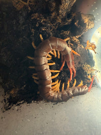 Vietnamese Yellow Leg Centipede (Scolopendra dehaani) - 7-9 in
