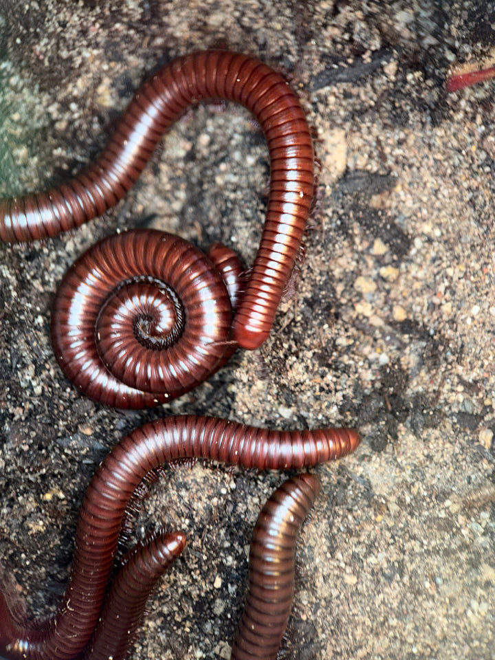 Chocolate Desert Millipede, Orthoporus ornatus, image 3