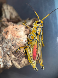 Eastern Lubber Grasshopper (Romalea microptera) - 2.5-3.5 in