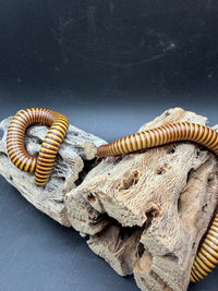 Texas Gold Millipede (Orthoporus ornatus) - 4-6 in