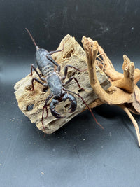 Texas Giant Vinegaroon (Mastigoproctus giganteus) - 2-3 in