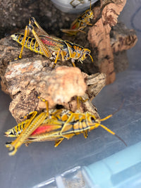 Eastern Lubber Grasshopper (Romalea microptera) - 2.5-3.5 in