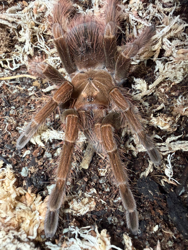 Mascara Birdeater Tarantula (Pamphobeteus sp. Mascara)