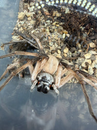 White Desert Huntsman Spider (Cerbalus aravaensis) - 2-3 in