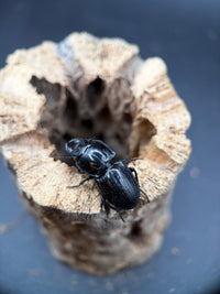 Blue Side Warrior Beetle (Pasimachus subsulcatus) - 1-1.25 in