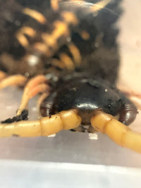 Lava Centipede (Scolopendra subspinipes 'Piceoflava') - 8-10 in