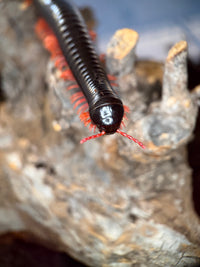 Sunset Ghost Rider Millipede (Alienostreptus bicoloripes) - 9-11 in