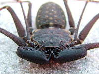 Florida Tailless Whipspider, Amblypygid (Phrynus marginemaculatus). Photo credit: Sam Floyd, via Flickr.