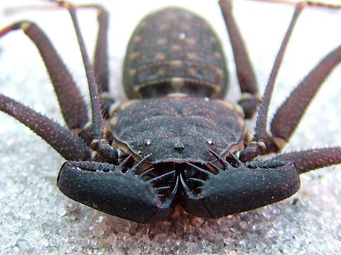 Florida Tailless Whipspider, Amblypygid (Phrynus marginemaculatus). Photo credit: Sam Floyd, via Flickr.