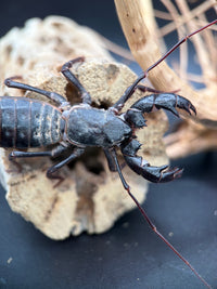 Texas Giant Vinegaroon (Mastigoproctus giganteus) - 2-3 in