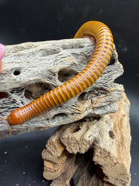 Texas Gold Millipede (Orthoporus ornatus) - 4-6 in