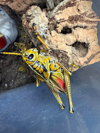 Eastern Lubber Grasshopper (Romalea microptera) - 2.5-3.5 in