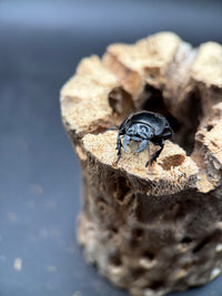 Blue Side Warrior Beetle (Pasimachus subsulcatus) - 1-1.25 in