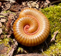 American Pinkfoot Millipede (Narceus americanus), Strawberry Blonde color morph. Photo credit: Sam Floyd, via Flickr.