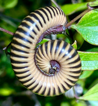 Ivory Millipede (Chicobolus spinigerus). Photo credit: Sam Floyd, via Flickr.