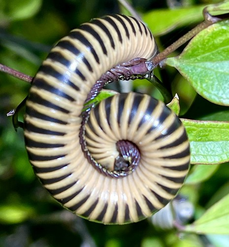 Ivory Millipede (Chicobolus spinigerus). Photo credit: Sam Floyd, via Flickr.