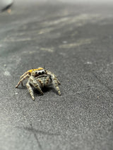 Lucid Dreamer Jumping Spider (Phidippus morpheus) - 3/8-5/8 in