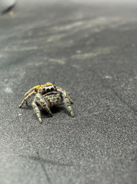 Lucid Dreamer Jumping Spider (Phidippus morpheus) - 3/8-5/8 in