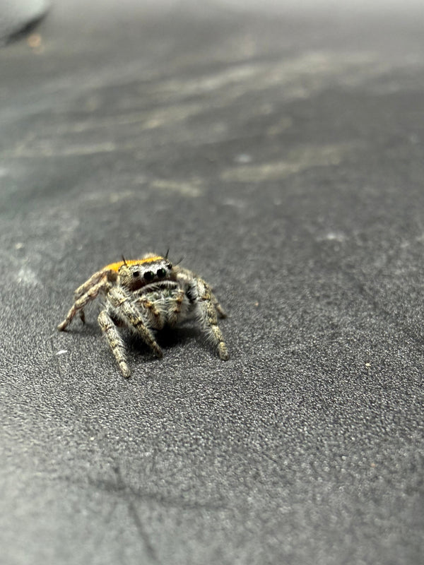 Lucid Dreamer Jumping Spider (Phidippus morpheus) - 3/8-5/8 in