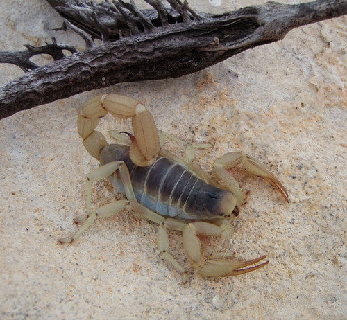 Giant Desert Hairy Scorpion (Hadrurus arizonensis). Photo credit: Sam Floyd, via Flickr.