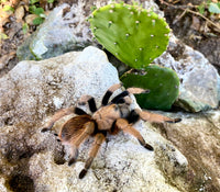 Arizona Blonde Tarantula (Aphonopelma chalcodes). Photo credit: Sam Floyd, via Flickr.