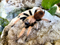 Arizona Blonde Tarantula (Aphonopelma chalcodes). Photo credit: Sam Floyd, via Flickr.