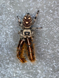 Regal Jumping Spider (Phidippus regius). Photo credit: Sam Floyd, via Flickr.