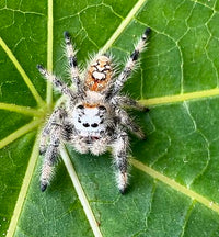 Regal Jumping Spider (Phidippus regius). Photo credit: Sam Floyd, via Flickr.