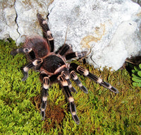 Brazilian White Knee Tarantula (Acanthoscurria geniculata). Photo credit: Sam Floyd, via Flickr.