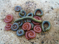 Scarlet Millipede (Trigoniulus coralinus). Photo credit: Sam Floyd, via Flickr.