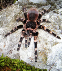 Brazilian White Knee Tarantula (Acanthoscurria geniculata). Photo credit: Sam Floyd, via Flickr.