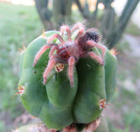 Mexican Fire Leg Tarantula (Brachypelma boehmei). Photo credit: Sam Floyd, via Flickr.