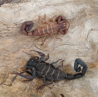 Florida Bark Scorpion (Centruroides gracilis). Photo credit: Sam Floyd, via Flickr.