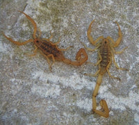 Arizona Bark Scorpion (Centruroides sculpturatus). Photo credit: Sam Floyd, via Flickr.