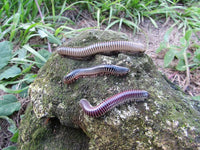 Ivory Millipede (Chicobolus spinigerus). Photo credit: Sam Floyd, via Flickr.
