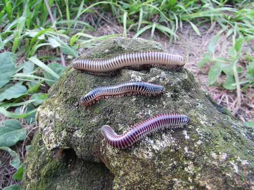 Ivory Millipede (Chicobolus spinigerus). Photo credit: Sam Floyd, via Flickr.