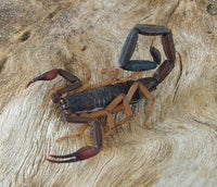 Florida Bark Scorpion (Centruroides gracilis). Photo credit: Sam Floyd, via Flickr.