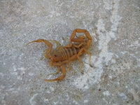 Arizona Bark Scorpion (Centruroides sculpturatus). Photo credit: Sam Floyd, via Flickr.