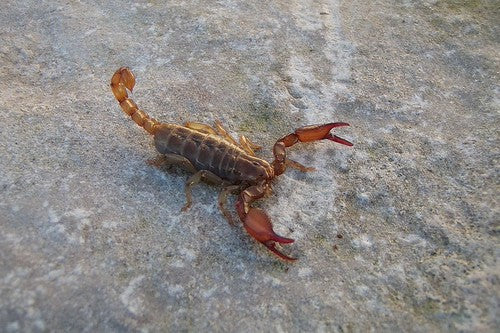 Ruby Rock Scorpion (Diplocentrus spitzeri). Photo credit: Sam Floyd, via Flickr.