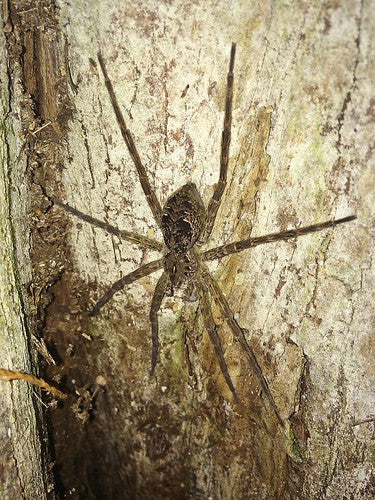 Okefenokee Giant Fishing Spider (Dolomedes okefinokensis). Photo credit: Sam Floyd, via Flickr.