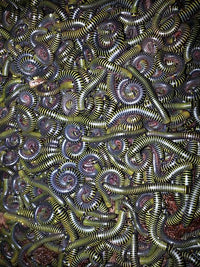 Bumblebee Millipede (Anadenobolus monillicornis). Photo credit: Sam Floyd, via Flickr.