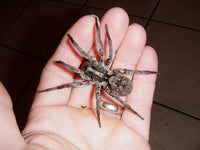 Carolina Wolf Spider (Hogna carolinensis). Photo credit: Sam Floyd, via Flickr.