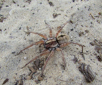Miami Wolf Spider (Hogna miami). Photo credit: Sam Floyd, via Flickr.