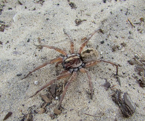 Miami Wolf Spider (Hogna miami)
